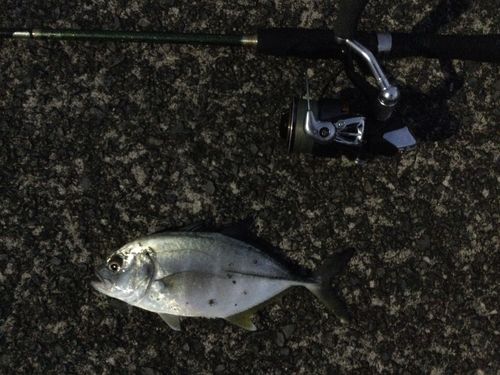 メッキの釣果