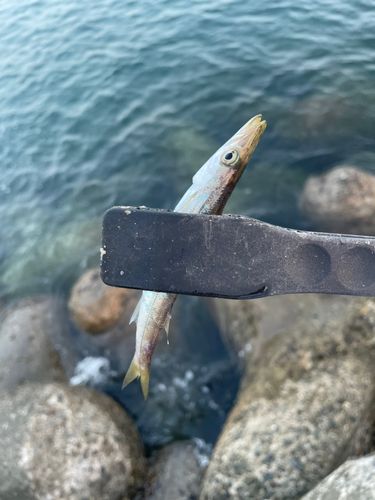 カマスの釣果