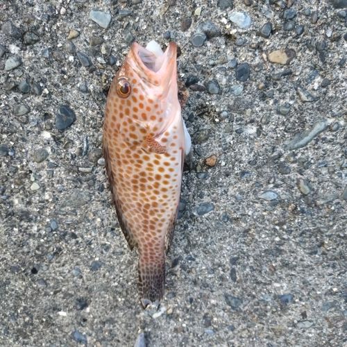オオモンハタの釣果