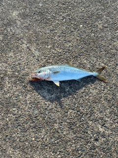 ワカシの釣果