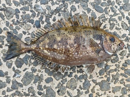 アイゴの釣果