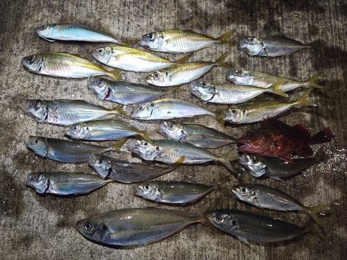 アジの釣果