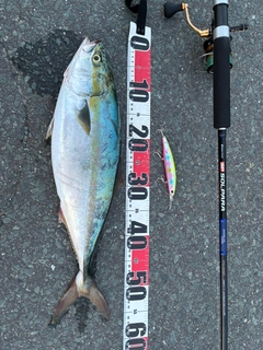 イナダの釣果