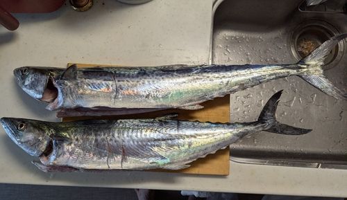 サワラの釣果