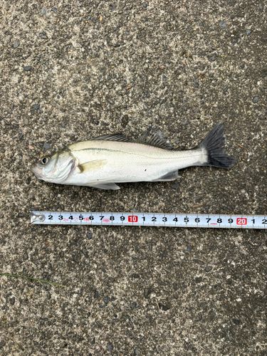セイゴ（マルスズキ）の釣果