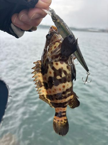 チャイロマルハタの釣果