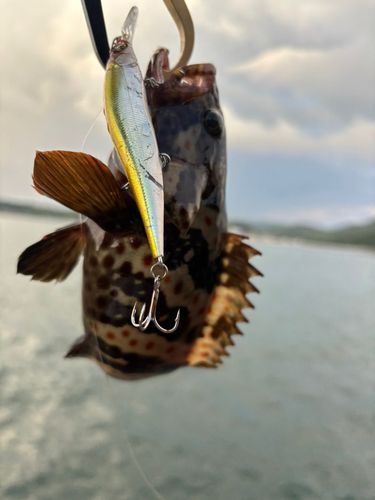 チャイロマルハタの釣果