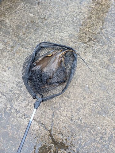 アカエイの釣果