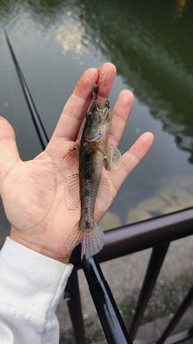 マハゼの釣果