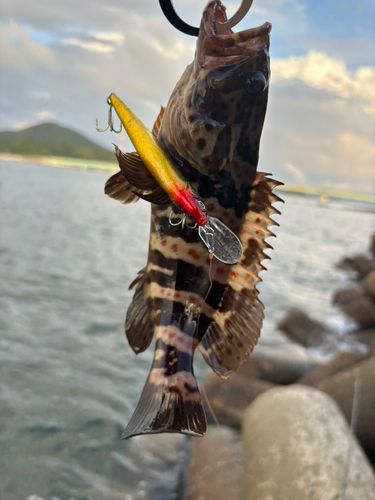 チャイロマルハタの釣果