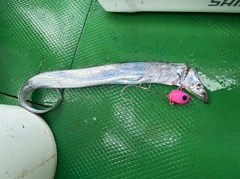 タチウオの釣果