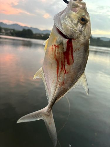 メッキの釣果