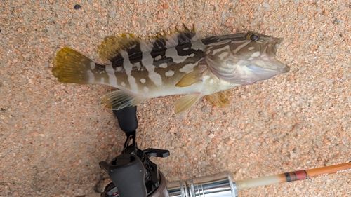 クエの釣果