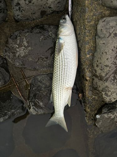 ボラの釣果