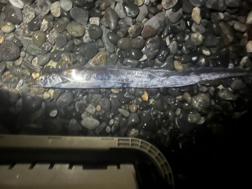 タチウオの釣果