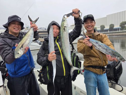 サワラの釣果