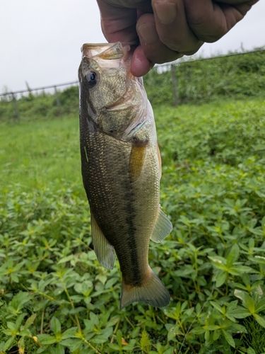 西の州水門で釣れたブラックバスの釣り・釣果情報 - アングラーズ