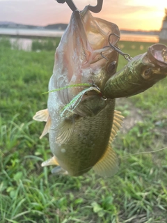 ブラックバスの釣果