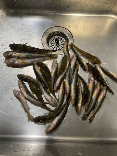 ハゼの釣果