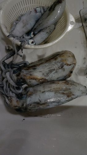 アオリイカの釣果