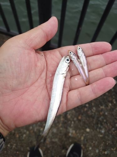 カタクチイワシの釣果