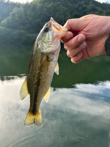 西の州水門で釣れたブラックバスの釣り・釣果情報 - アングラーズ