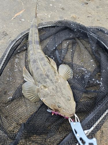マゴチの釣果