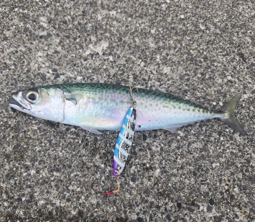 サバの釣果