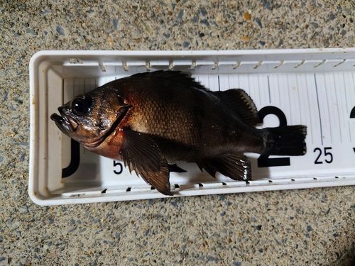メバルの釣果