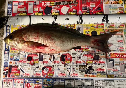 イサキの釣果