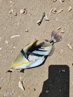 ムラサメモンガラの釣果