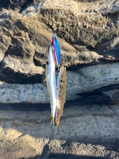 カマスの釣果