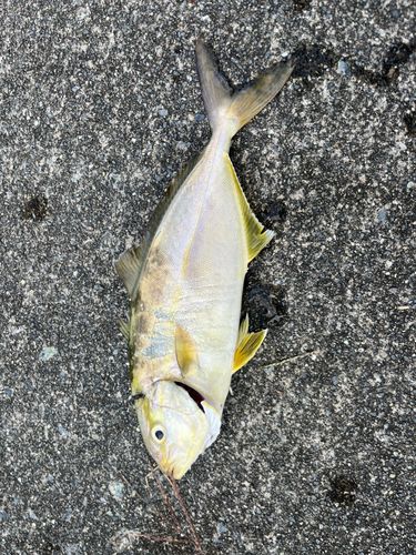 ショッコの釣果
