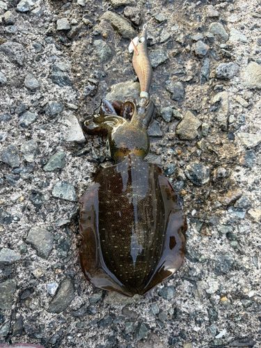 アオリイカの釣果