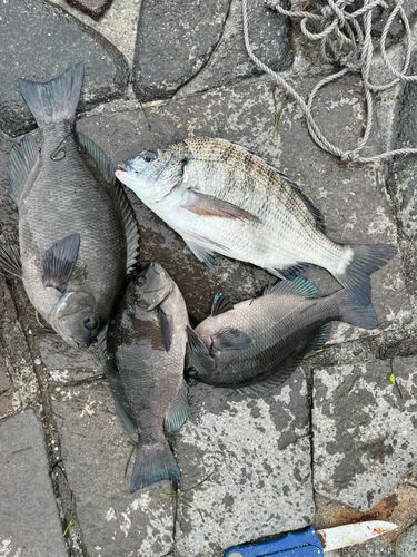 グレの釣果