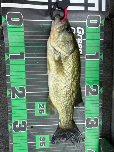 西の州水門で釣れたブラックバスの釣り・釣果情報 - アングラーズ