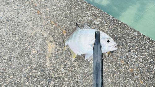 メッキの釣果