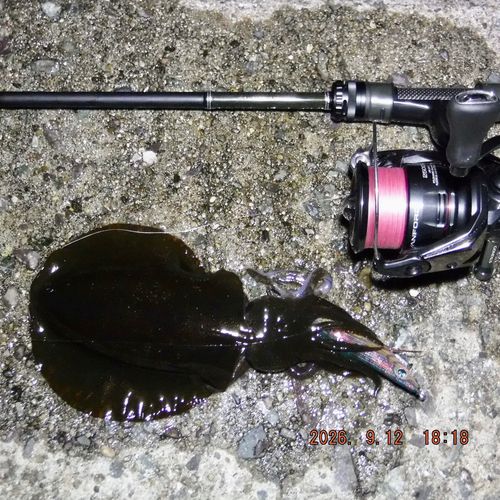 アオリイカの釣果