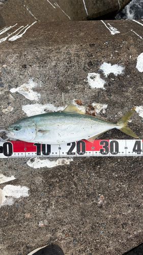 ワカシの釣果