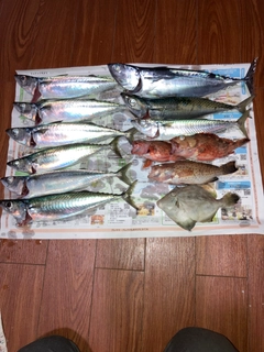 ソウダガツオの釣果