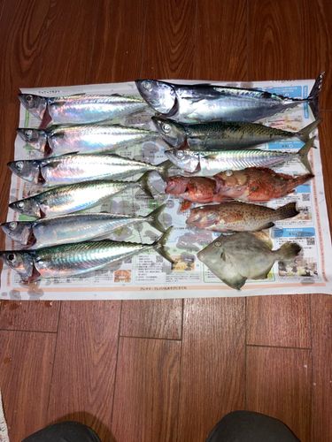 ソウダガツオの釣果