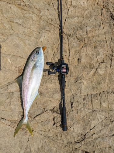ヒラマサの釣果