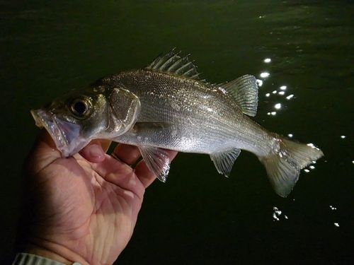 セイゴ（ヒラスズキ）の釣果