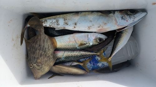 サバの釣果