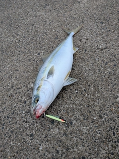 イナダの釣果