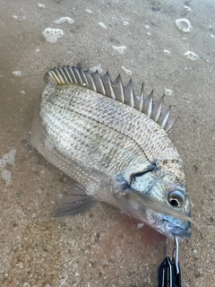ミナミクロダイの釣果