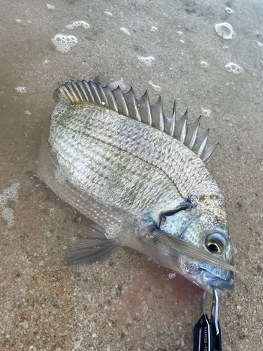 ミナミクロダイの釣果