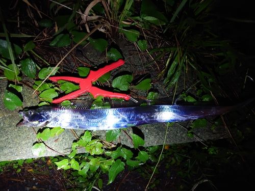タチウオの釣果