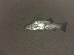 セイゴ（ヒラスズキ）の釣果