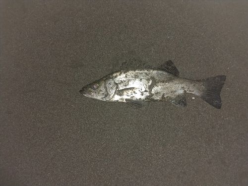 セイゴ（ヒラスズキ）の釣果